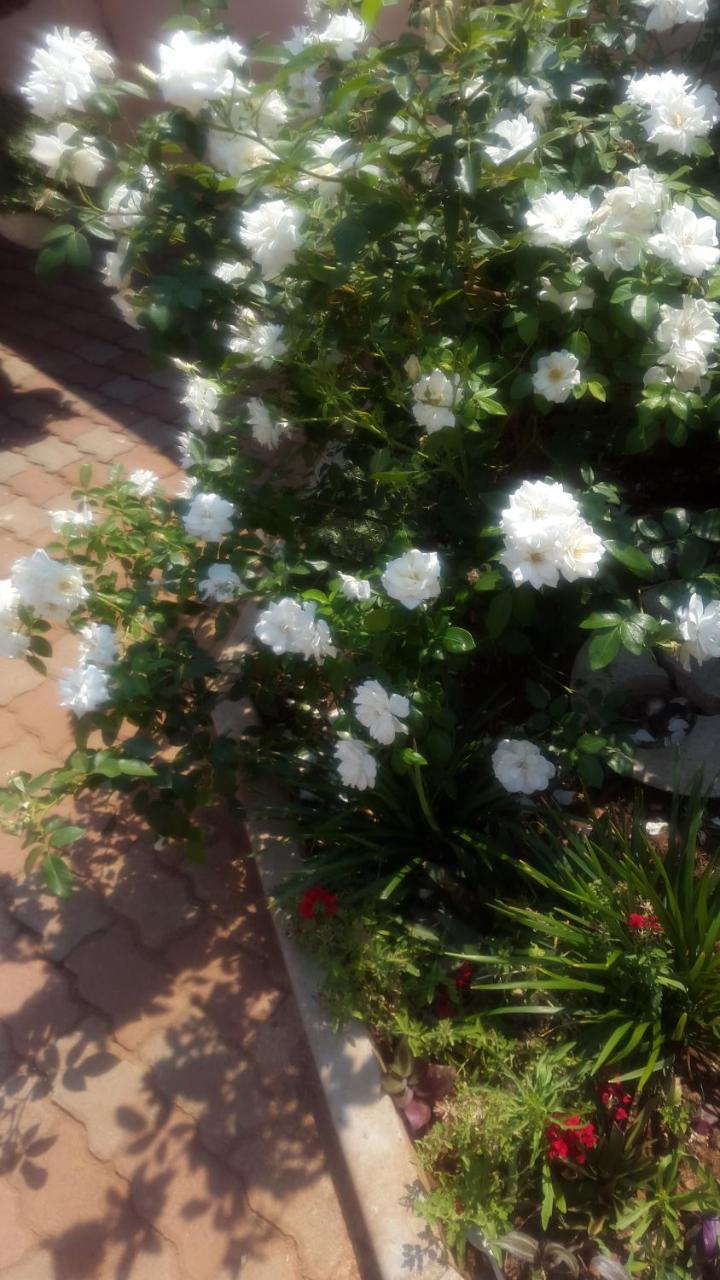 Tintech Bed&Breakfast Francistown Exterior foto